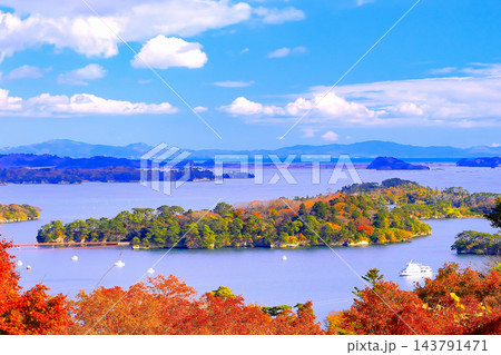 紅葉の西行戻しの松公園から松島湾を眺望する 143791471