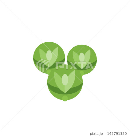 Flat brussels sprouts vector illustration isolated on white 143791520