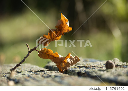 Sunlit autumn oak leaves and an acorn rest on a moss-covered stone in a woodland setting Sunlit autumn oak leaves and an acorn rest on a moss-covered stone in a woodland setting 143791602