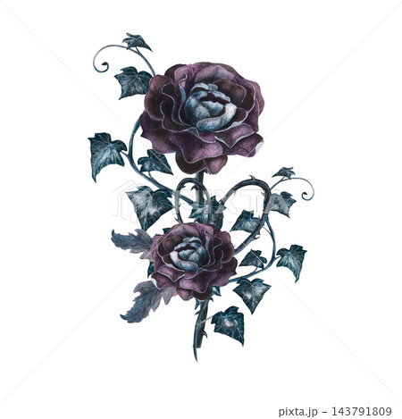 Gothic bouquet with dark roses, ivy and thorns hand drawn watercolor illustration. Mystical element for victorian tarot card decks, grimoire covers, witch craft decor, poison garden, fantasy art. Gothic bouquet with dark roses, ivy and thorns hand drawn watercolor illustration. Mystical element for victorian tarot card decks, grimoire covers, witch craft decor, poison garden, fantasy art. 143791809