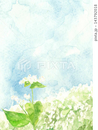 水彩で描いたそば畑の風景イラスト素材【手描き】コピースペースあり 水彩で描いたそば畑の風景イラスト素材【手描き】コピースペースあり 143792018