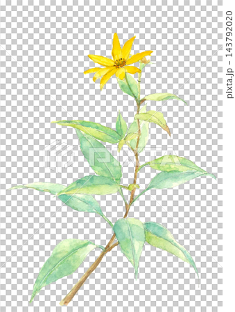 Watercolor illustration of yellow Jerusalem artichoke flowers [Hand-drawn] White background, cutout, with copy space 143792020