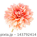 Orange Dahlia Flower Isolated on White Background. Petal bud pompon 143792414