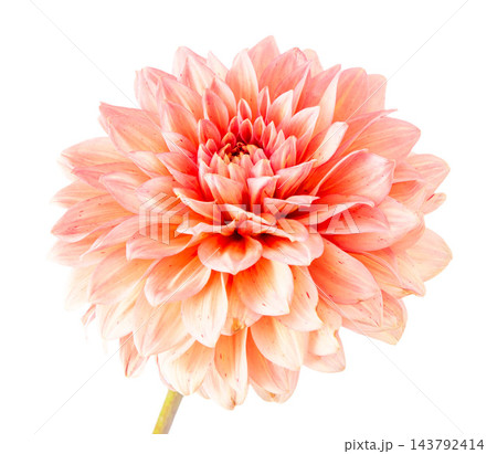 Orange Dahlia Flower Isolated on White Background. Petal bud pompon Orange Dahlia Flower Isolated on White Background. Petal bud pompon 143792414
