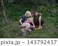 Father and children gather ripe apples from the grass into a crate and metal bucket, enjoying a sunny orchard harvest day of family bonding, organic fruit and outdoor fun 143792437
