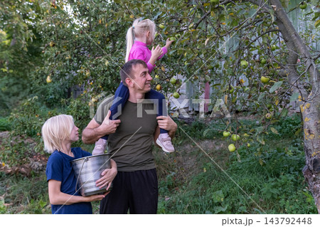 Father lifts daughter on his shoulders to pick ripe green apples from a tree while son stands nearby holding a metal bucket during a sunny family harvest in an orchard 143792448