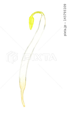 緑豆もやし（単品）　手描き水彩イラスト素材 143793109