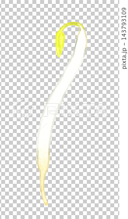 緑豆もやし（単品）　手描き水彩イラスト素材 143793109