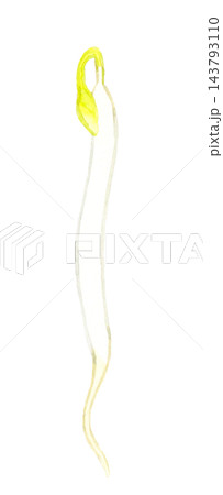 緑豆もやし（単品）　手描き水彩イラスト素材 143793110
