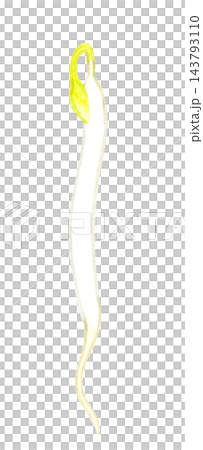 緑豆もやし（単品）　手描き水彩イラスト素材 143793110