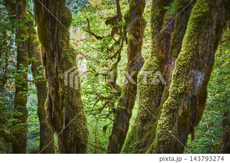 Moss Covered Trees and Lush Greenery in Dense Temperate Rainforest 143793274