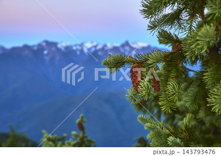 Pinecone and Evergreen Branch with Olympic Mountain Range in Soft Focus Background 143793476