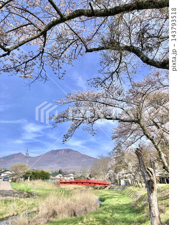 桜の枝ごしに望む浅間山と軽井沢の湯川にかかる長倉神社参道の朱色の長倉橋 桜の枝ごしに望む浅間山と軽井沢の湯川にかかる長倉神社参道の朱色の長倉橋 143793518
