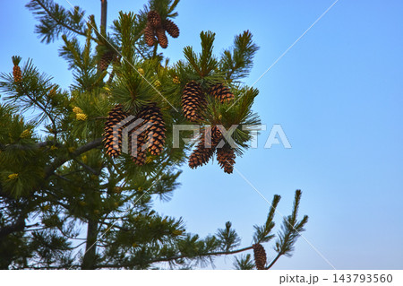 Pinecone Cluster and Green Pine Needles Against Clear Blue Sky Nature Detail Pinecone Cluster and Green Pine Needles Against Clear Blue Sky Nature Detail 143793560