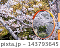 カーブミラーに映る桜 143793645