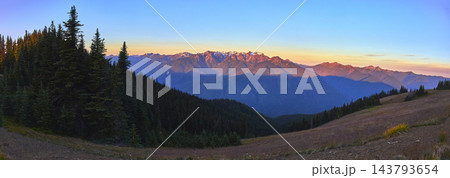 Panoramic Olympic Mountain Range with Evergreen Forest and Alpine Meadow at Golden Hour 143793654