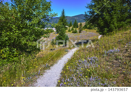 Hiking Trail with Wildflowers and Evergreen Trees in Lush Summer Landscape Hiking Trail with Wildflowers and Evergreen Trees in Lush Summer Landscape 143793657