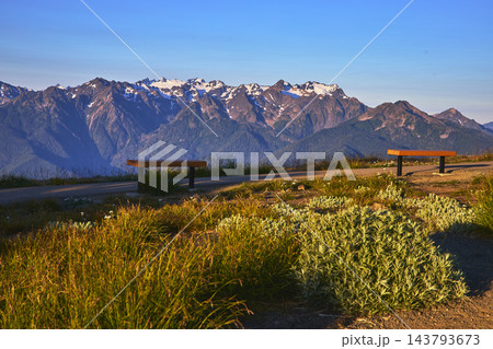 Benches and Wildflowers on Hurricane Ridge Trail with Olympic Mountains at Golden Hour 143793673