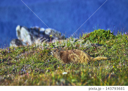 Olympic Marmot in Alpine Meadow with Wildflowers and Rocky Background Olympic Marmot in Alpine Meadow with Wildflowers and Rocky Background 143793681