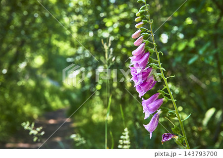 Foxglove Flowers Along Hummocks Trail in Lush Green Forest Washington 143793700