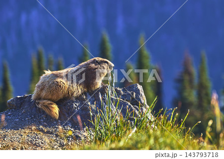 Marmot on Rocky Outcrop in Lush Mountain Meadow with Forest Background Marmot on Rocky Outcrop in Lush Mountain Meadow with Forest Background 143793718