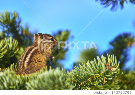 Wild Chipmunk on Pine Branch with Vibrant Green Needles and Bright Blue Sky 143793793