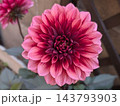 元気できれいなダリア 143793903