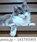 首をかしげる猫 143793905