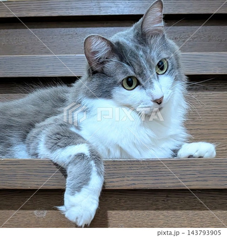 首をかしげる猫 143793905