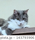 上から見つめる猫 143793906