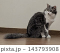 シッポもフサフサと可愛い猫 143793908