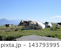 青空と緑の牧場を背景にした放牧された牛たち 143793995