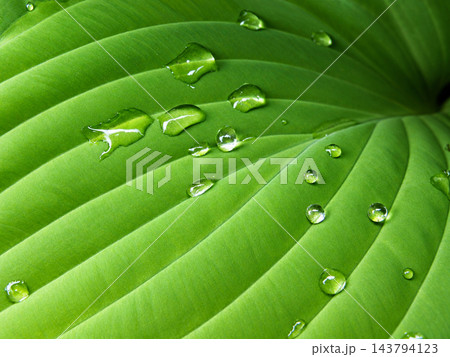 Fresh Green Leaf of Hosta with Water Droplets, Natural Botanical Background Fresh Green Leaf of Hosta with Water Droplets, Natural Botanical Background 143794123
