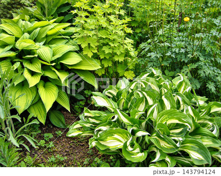 A variety of Hostas and lush greenery in a shady garden A variety of Hostas and lush greenery in a shady garden 143794124