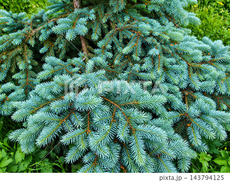 Blue Spruce Evergreen Branches with Silvery Blue Needles Blue Spruce Evergreen Branches with Silvery Blue Needles 143794125