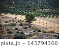 Lone tree on rocky slope overlooking terraced olive grove in dry Mediterranean countryside 143794360