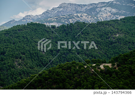 Dense pine forest on mountain slope with distant rocky peaks Dense pine forest on mountain slope with distant rocky peaks 143794366