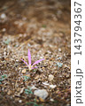 Lonely pink flower sprouting from dry soil with autumn wildflower bloom 143794367