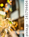 小春日和 143794404