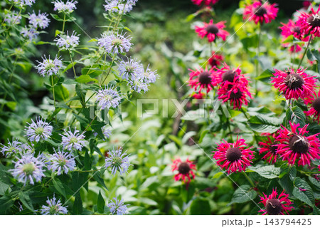 Monarda Bee Happy and Lilac Bergamot Blooming 143794425