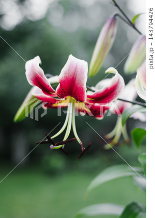 Red Lily Scheherazade Flower Blooming in Garden 143794426