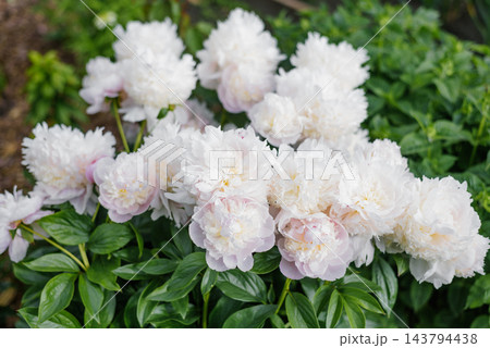 Beautiful Pink Peonies Angel Cheeks Blooming Together Beautiful Pink Peonies Angel Cheeks Blooming Together 143794438