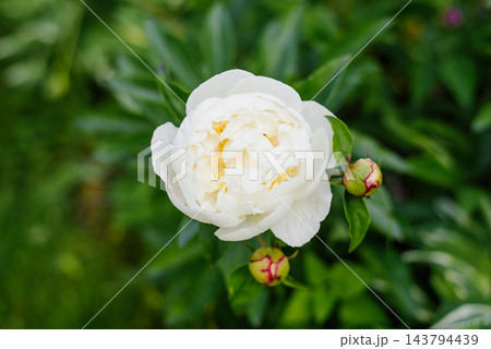 White Peony Blossom with Small Green Buds in Garden White Peony Blossom with Small Green Buds in Garden 143794439