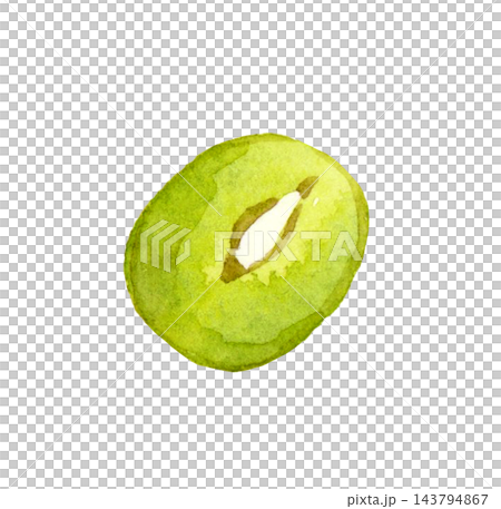 緑豆（単品）　手描き水彩イラスト素材 143794867