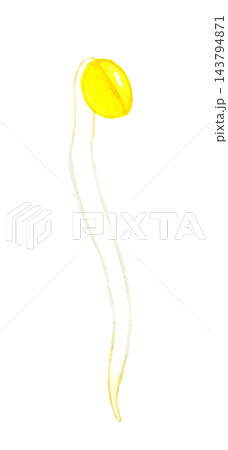 豆もやし(単品) 手描き水彩イラスト素材 豆もやし(単品) 手描き水彩イラスト素材 143794871