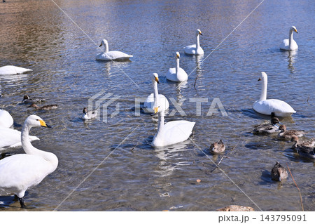 白鳥の来る街 仙台 白鳥の来る街 仙台 143795091
