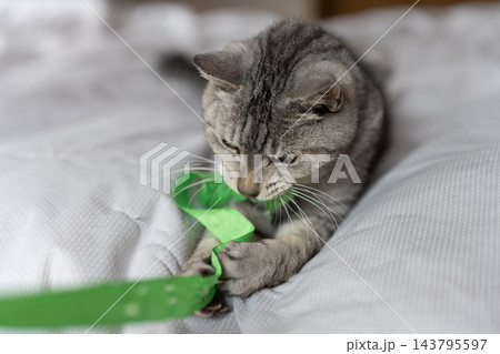 おもちゃで遊ぶ可愛い猫　サバトラ猫 143795597