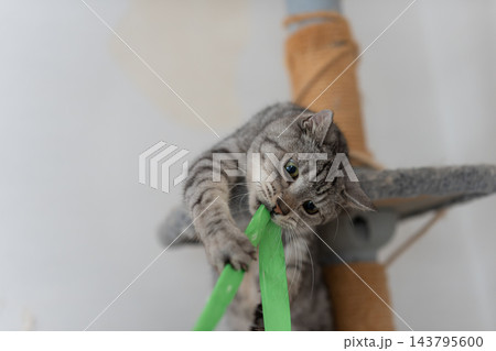 おもちゃで遊ぶ可愛い猫 サバトラ猫 おもちゃで遊ぶ可愛い猫 サバトラ猫 143795600