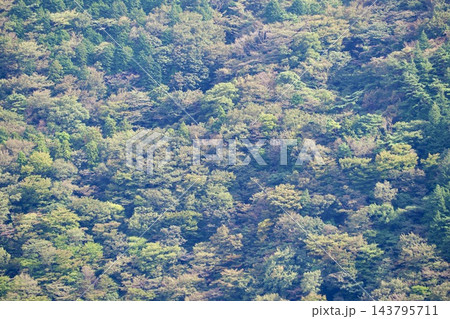 秋の気配、色づき始めた山の木々 秋の気配、色づき始めた山の木々 143795711