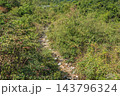 草で覆われた渓流　比良川　滋賀県大津市 143796324